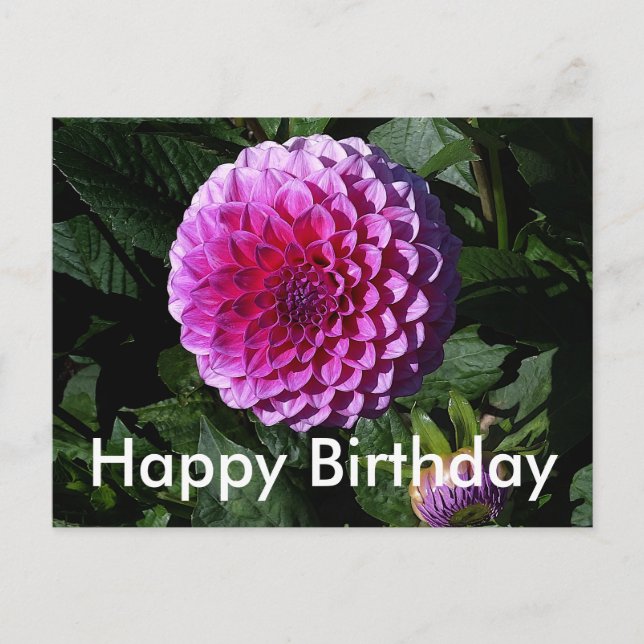 Tarjeta postal de Feliz Cumpleaños Dahlia Pink Par (Anverso)