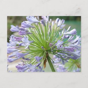 Tarjeta postal de flor