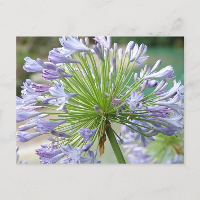 Tarjeta postal de flor