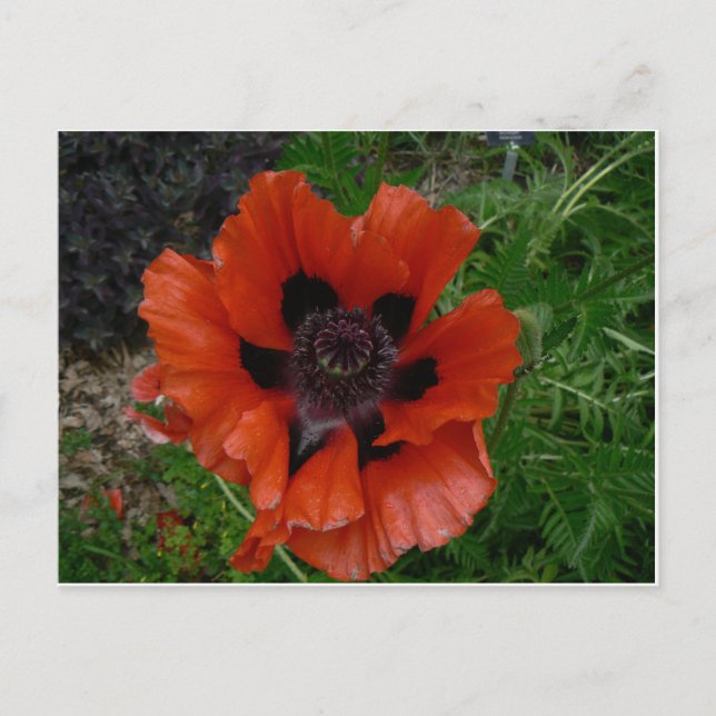 Tarjeta postal de flor (Anverso)