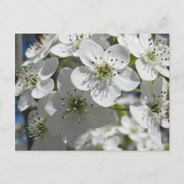 Tarjeta postal de flor de árbol de primavera (Anverso)