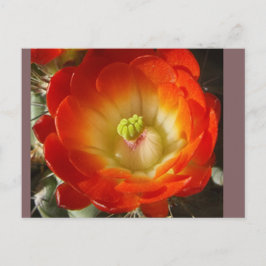 Tarjeta postal de flor de cactus