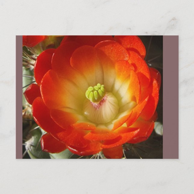 Tarjeta postal de flor de cactus (Anverso)