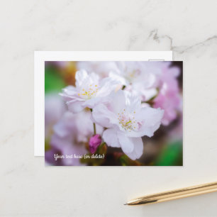 Tarjeta postal de flor de cerezo blanca