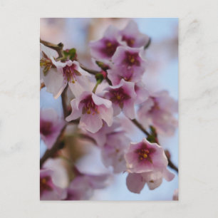 Tarjeta postal de flor de cerezo rosa