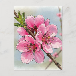 Tarjeta Postal de Flor de Cerezo Sakura en Flor Po