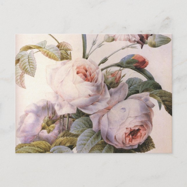 Tarjeta postal de flor de claveles de Rosa de arte (Anverso)