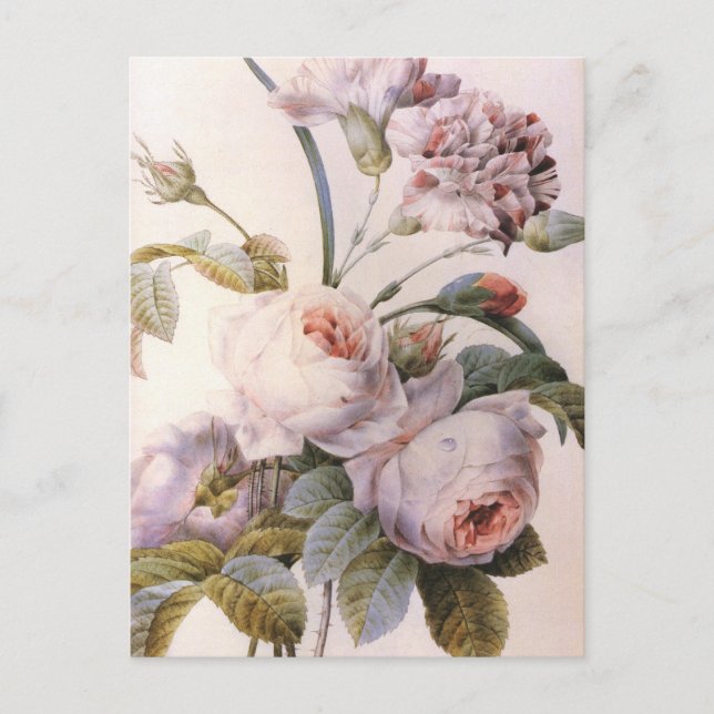 Tarjeta postal de flor de claveles de Rosa de arte (Anverso)