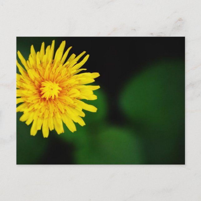Tarjeta postal de flor de diente de león (Anverso)