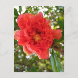Tarjeta postal de flor de granada