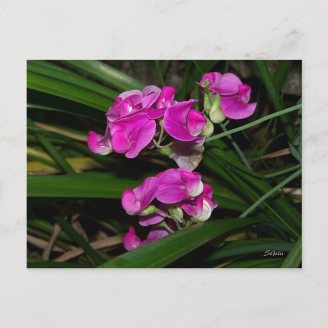 Tarjeta postal de flor de guisante dulce (Anverso)
