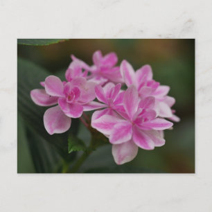 Tarjeta postal de flor de hortensia rosa