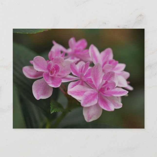 Tarjeta postal de flor de hortensia rosa (Anverso)