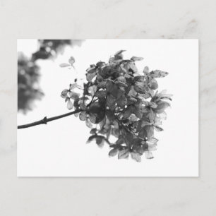 Tarjeta postal de flor de hortensia seca