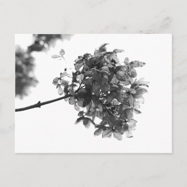 Tarjeta postal de flor de hortensia seca (Anverso)