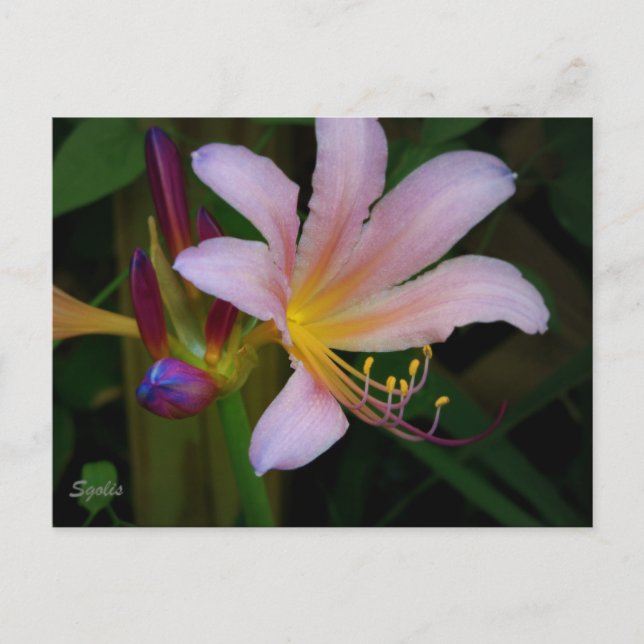 Tarjeta postal de flor de lirio belladona rosa (Anverso)