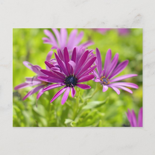 Tarjeta Postal de Flor de Margarita Africana (Anverso)