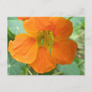 Tarjeta postal de flor de nasturcia naranja bonita