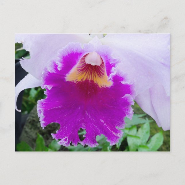 Tarjeta postal de flor de orquídea púrpura (Anverso)