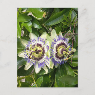 Tarjeta postal de flor de pasión púrpura