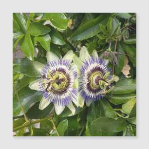 Tarjeta postal de flor de pasión púrpura