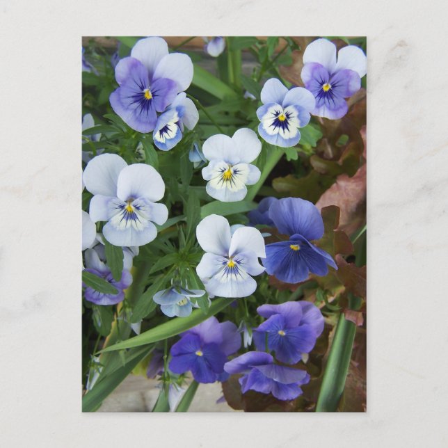 Tarjeta postal de flor de pensamiento morada (Anverso)