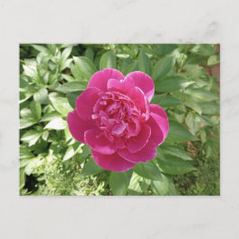 Tarjeta postal de flor de peonía rosa vibrante