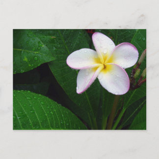 Tarjeta postal de flor de plumeria hawaiana amaril