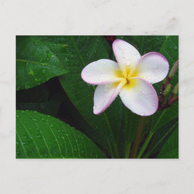 Tarjeta postal de flor de plumeria hawaiana amaril (Anverso)