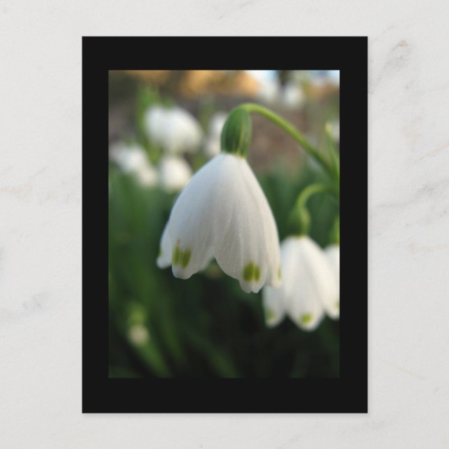 Tarjeta postal de flor de snowdrop (Anverso)