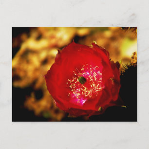 tarjeta postal de flor del desierto