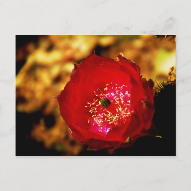 tarjeta postal de flor del desierto (Anverso)