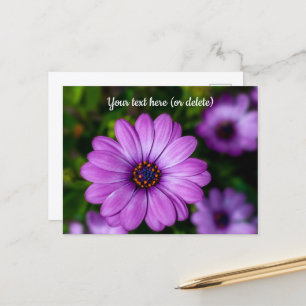 Tarjeta postal de flor margarita púrpura