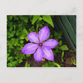 Tarjeta postal de flor púrpura