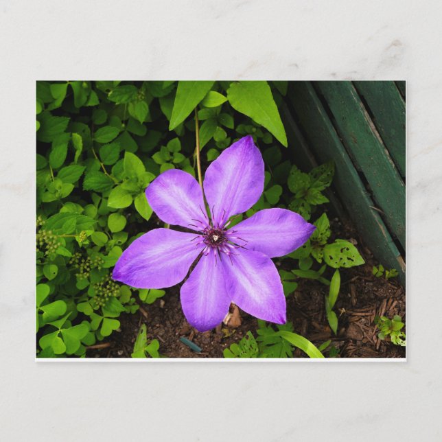 Tarjeta postal de flor púrpura (Anverso)