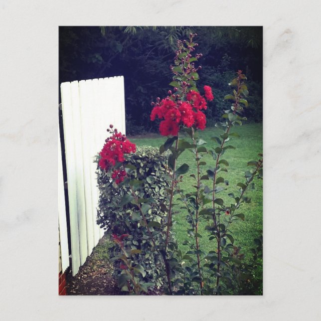 Tarjeta postal de flor roja (Anverso)