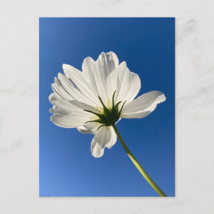 Tarjeta postal de flor silvestre blanca