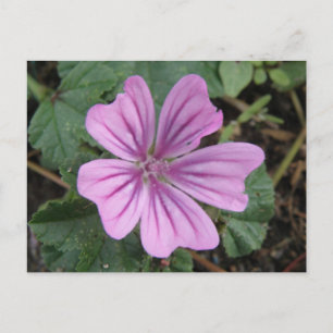 Tarjeta postal de flor silvestre morada bonita