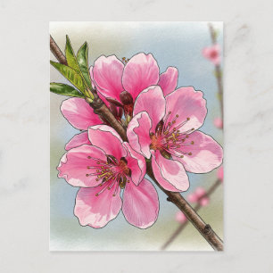 Tarjeta Postal de Floración del Árbol de Cerezo Sa