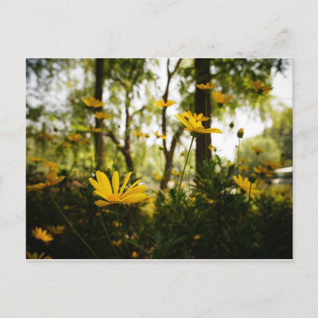 Tarjeta postal de flores_01 (Anverso)