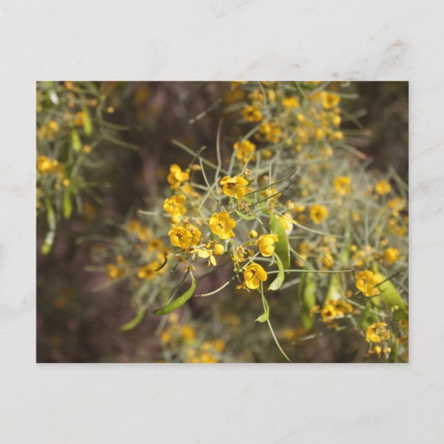 Tarjeta postal de flores amarillas (Anverso)