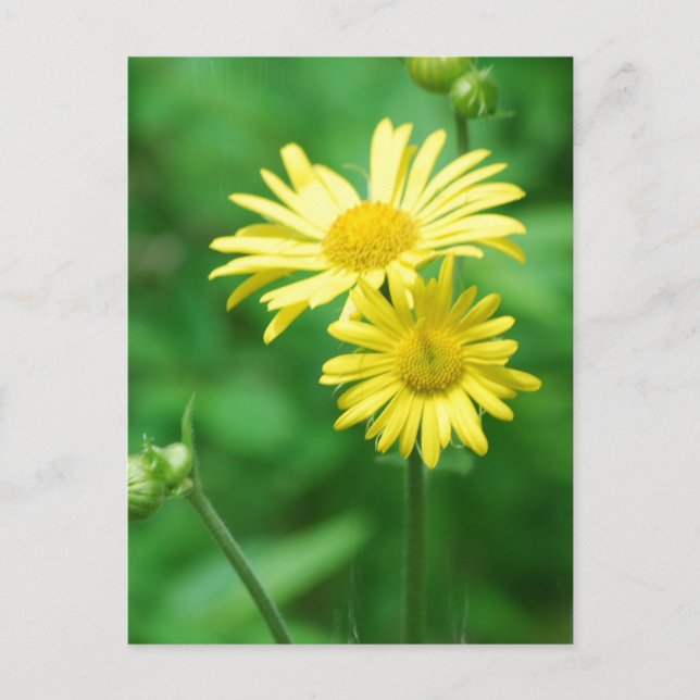 Tarjeta postal de flores amarillas (Anverso)