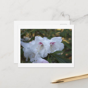 Tarjeta Postal de Flores Blancas