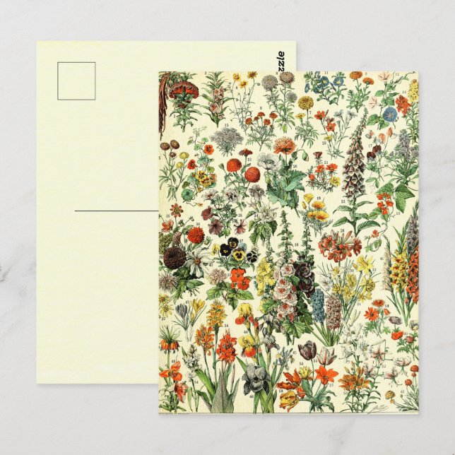 Tarjeta postal de flores botánicas vintage (Anverso / Reverso)