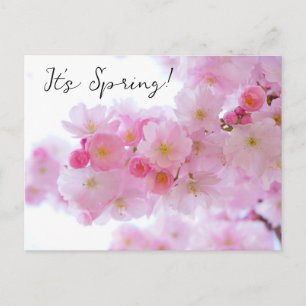 Tarjeta Postal de Flores de Cerezo