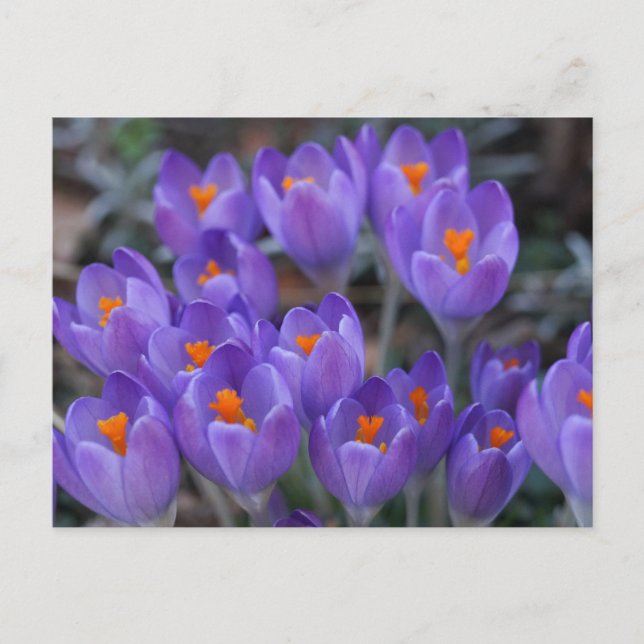 TARJETA POSTAL DE FLORES DE CROCUS (Anverso)