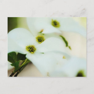 Tarjeta postal de flores de dogwood