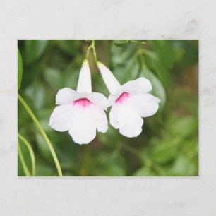 Tarjeta postal de flores de enamorados
