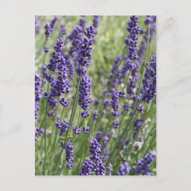 Tarjeta postal de flores de lavanda (Anverso)