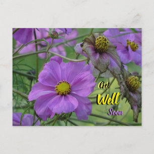 Tarjeta postal de flores hermosas de Cosmea, recup